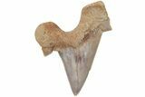 Fossil Shark Tooth (Otodus) - Morocco #211877-1
